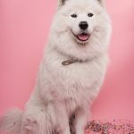 Animalfoodexpress.nl: jouw partner in gezonde dierenvoeding