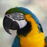 De fascinerende wereld van vogels